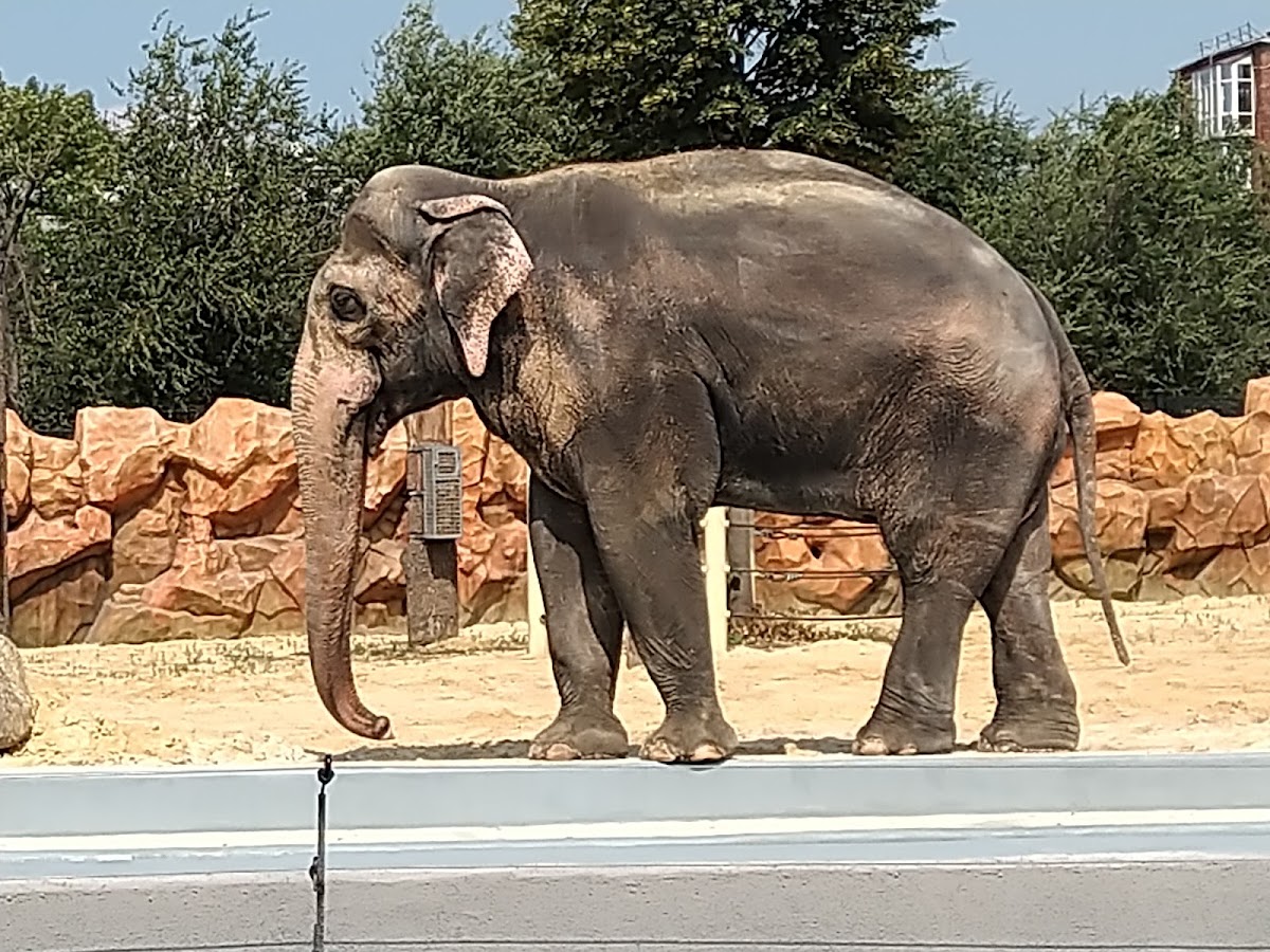 Kharkiv Zoo