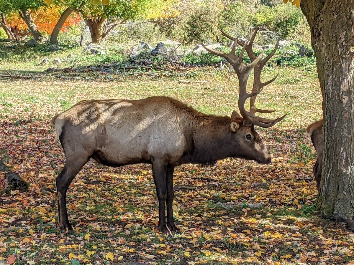 Gaylord's City Elk Park