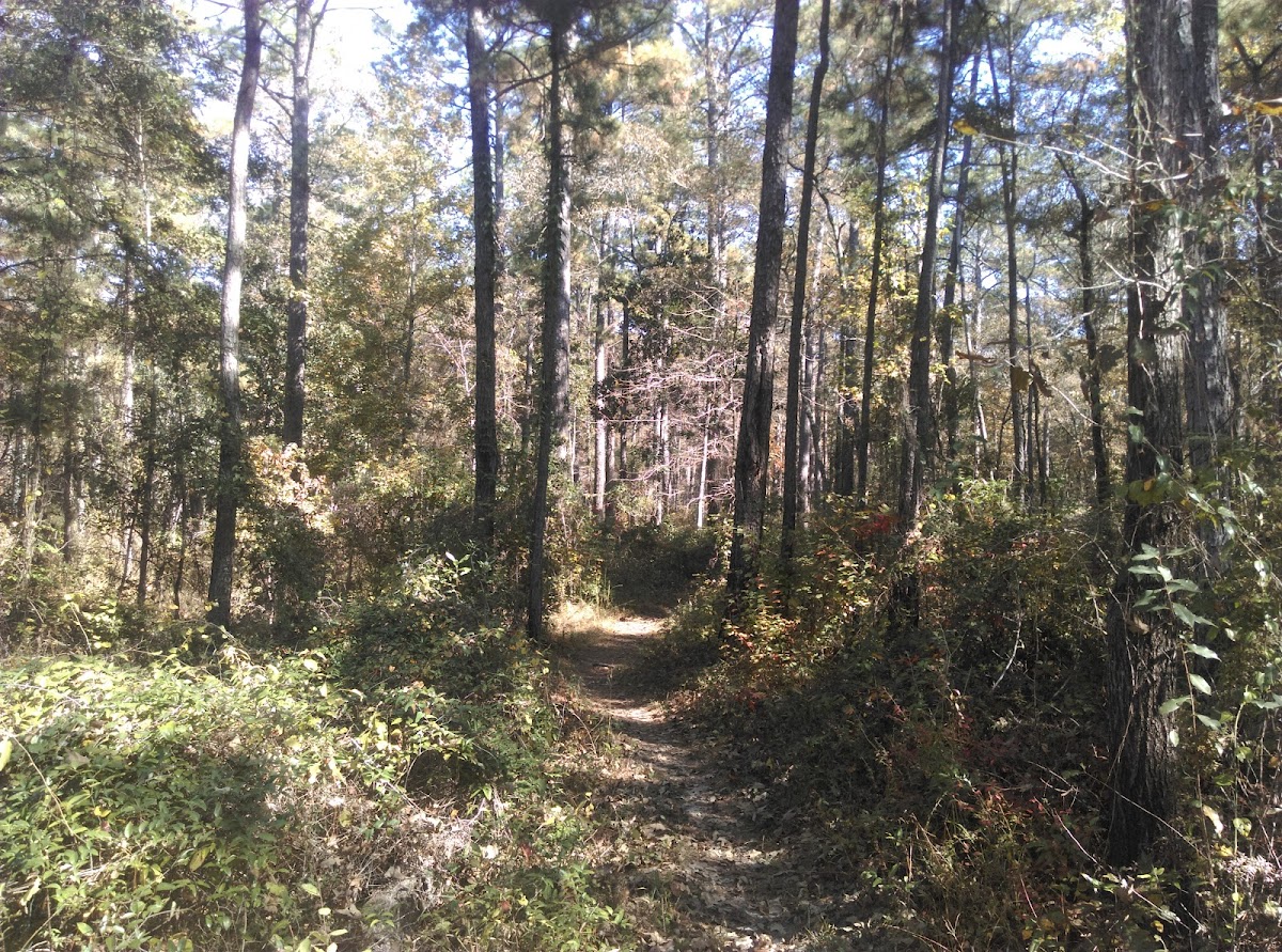 Wild Azalea Trailhead
