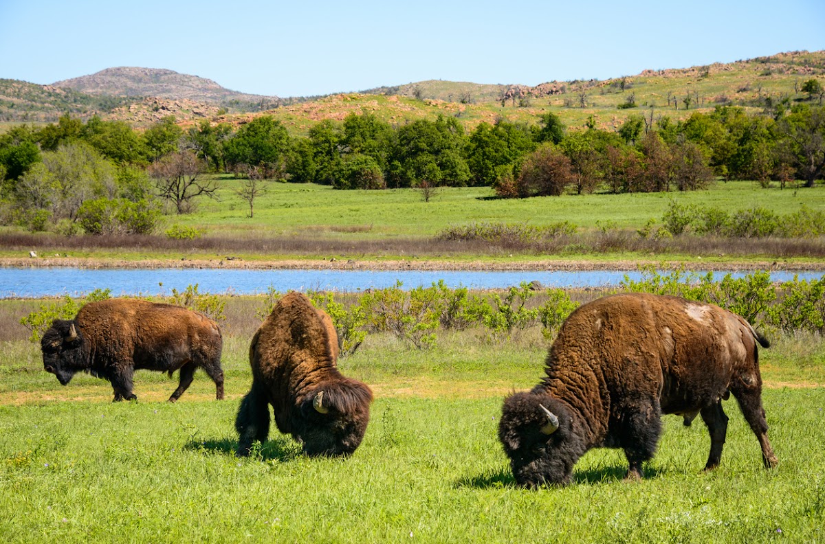 Wichita Mountains Wildlife Refuge