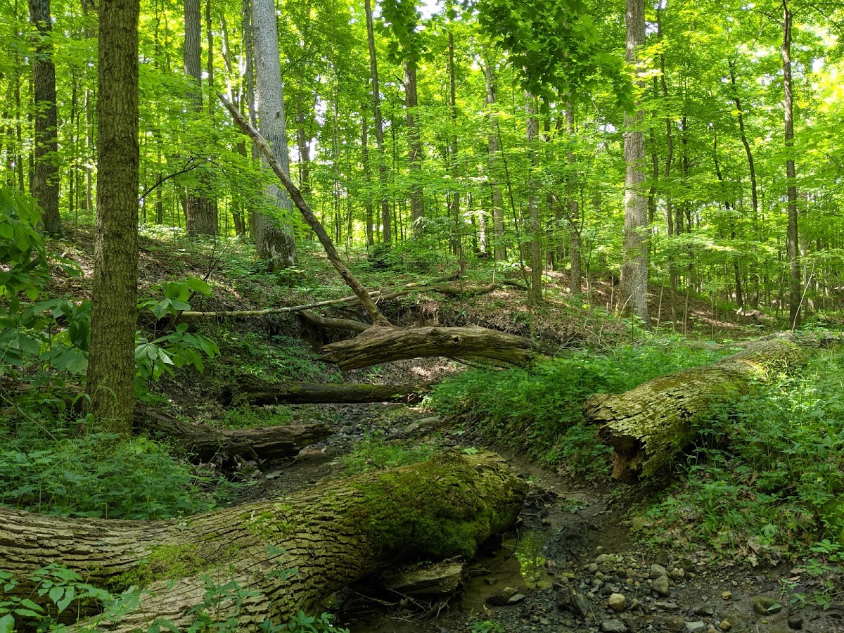 Sears Woods State Nature Preserve