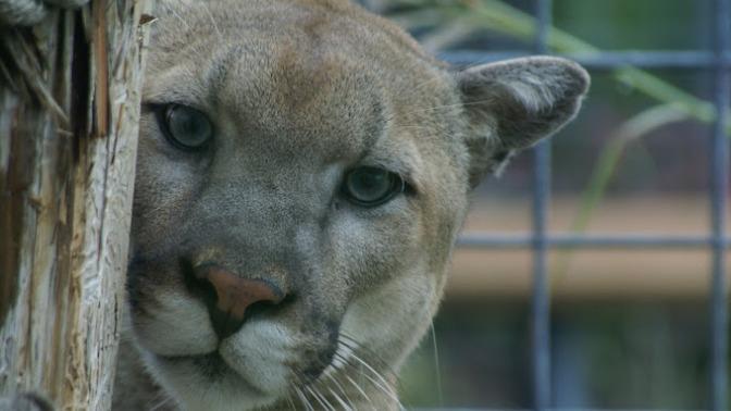 Rolling Hills Zoo