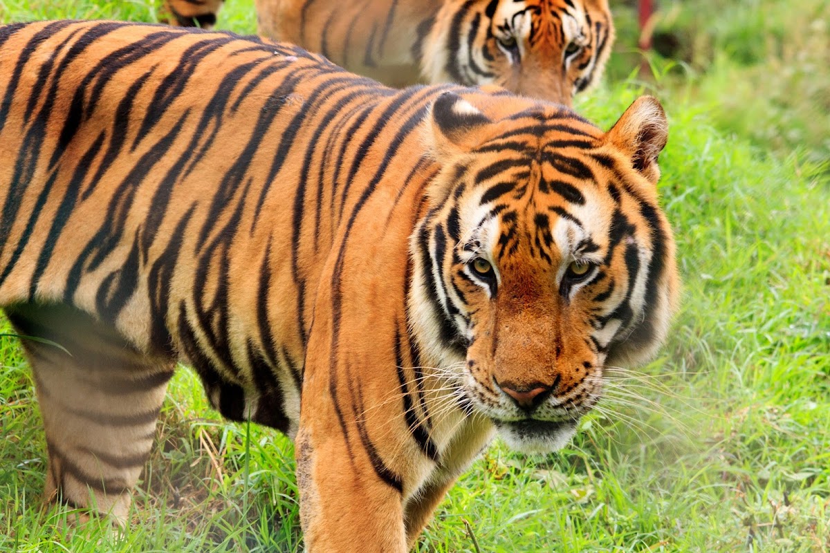 Zoobic Safari