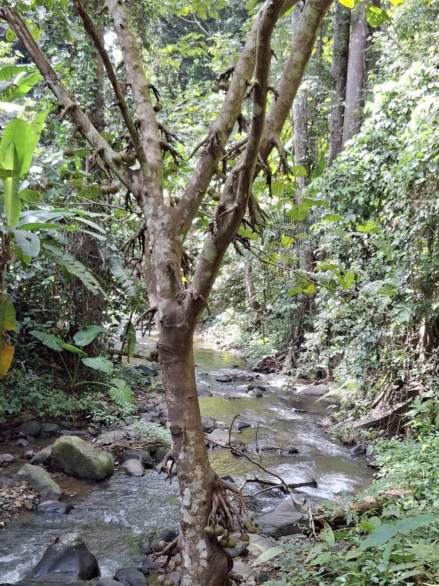 Tat Mok National Park