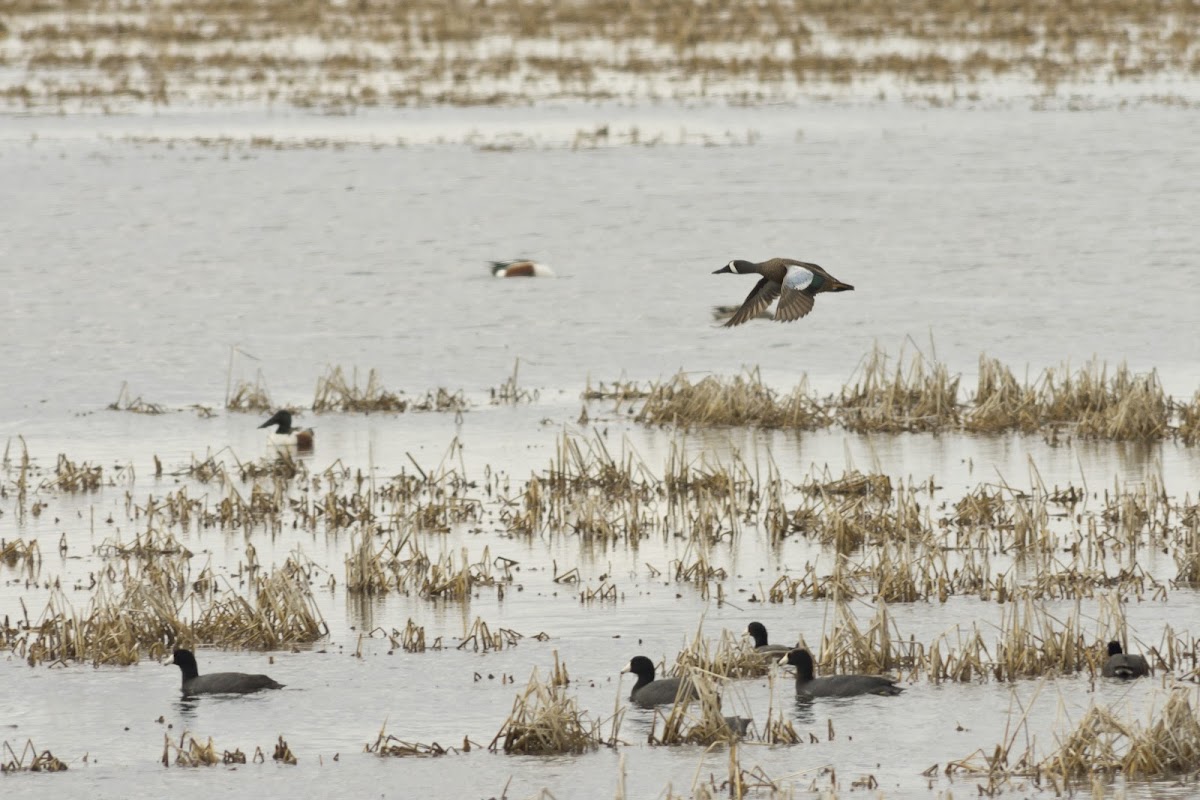 Bald Knob National Wildlife Refuge