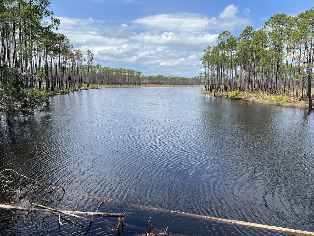 Tate's Hell State Forest