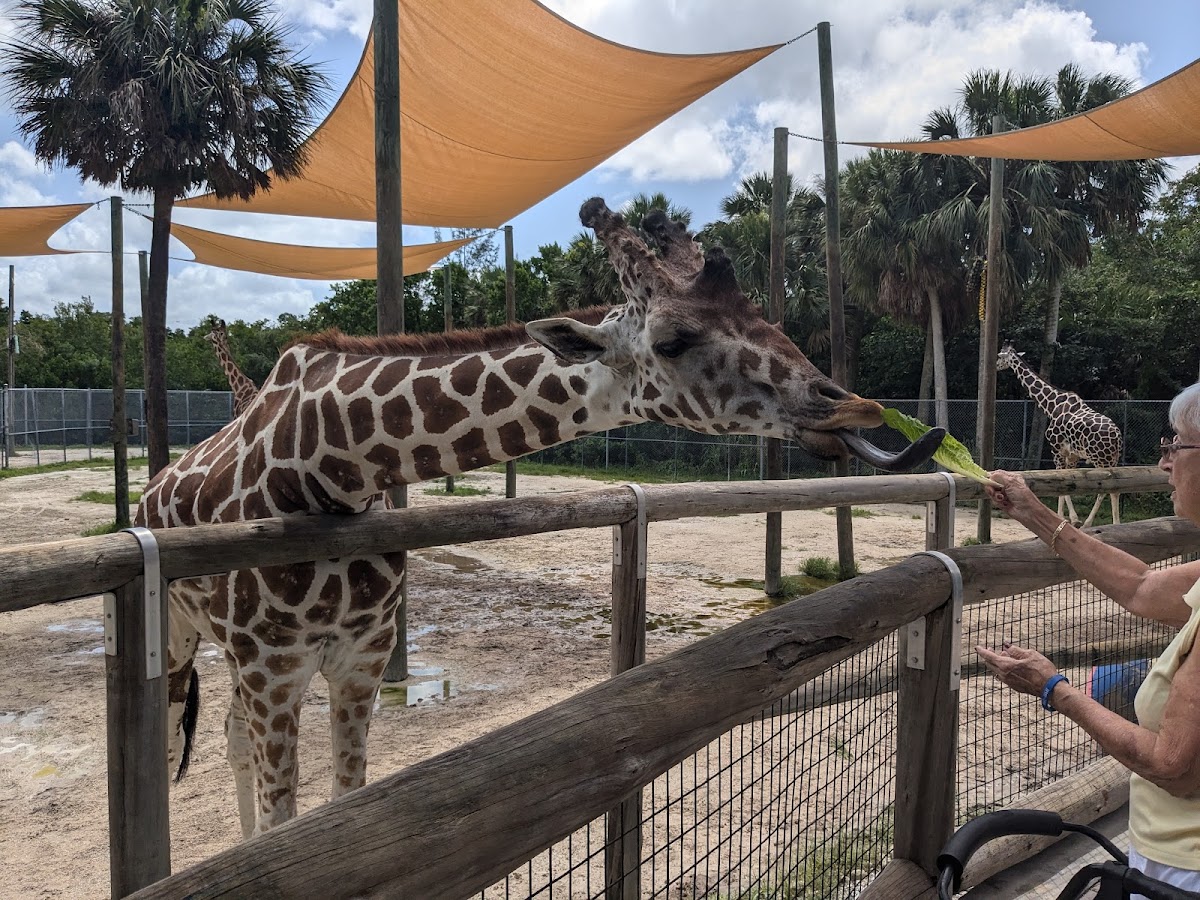 Naples Zoo at Caribbean Gardens
