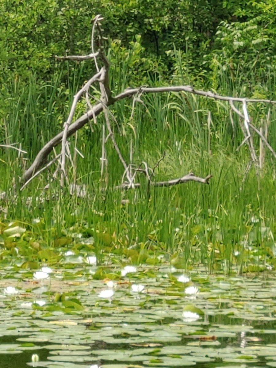 Little Boy Lake