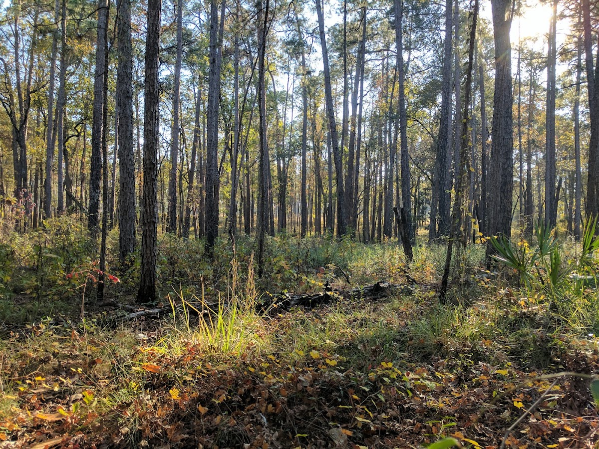 Moody Forest Natural Area