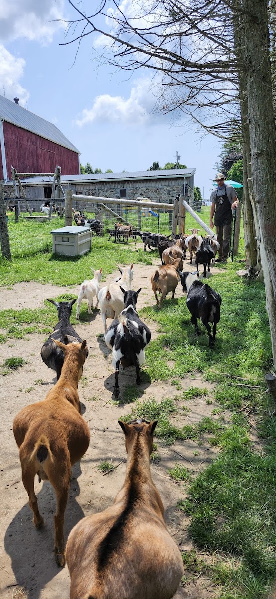 Haute Goat