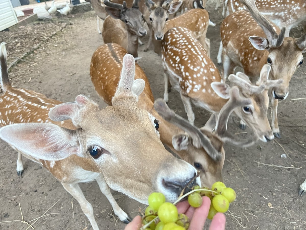 Hollywild Animal Preserve