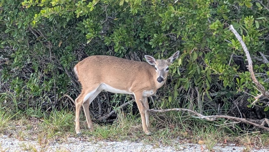 National Key Deer Refuge Nature Center