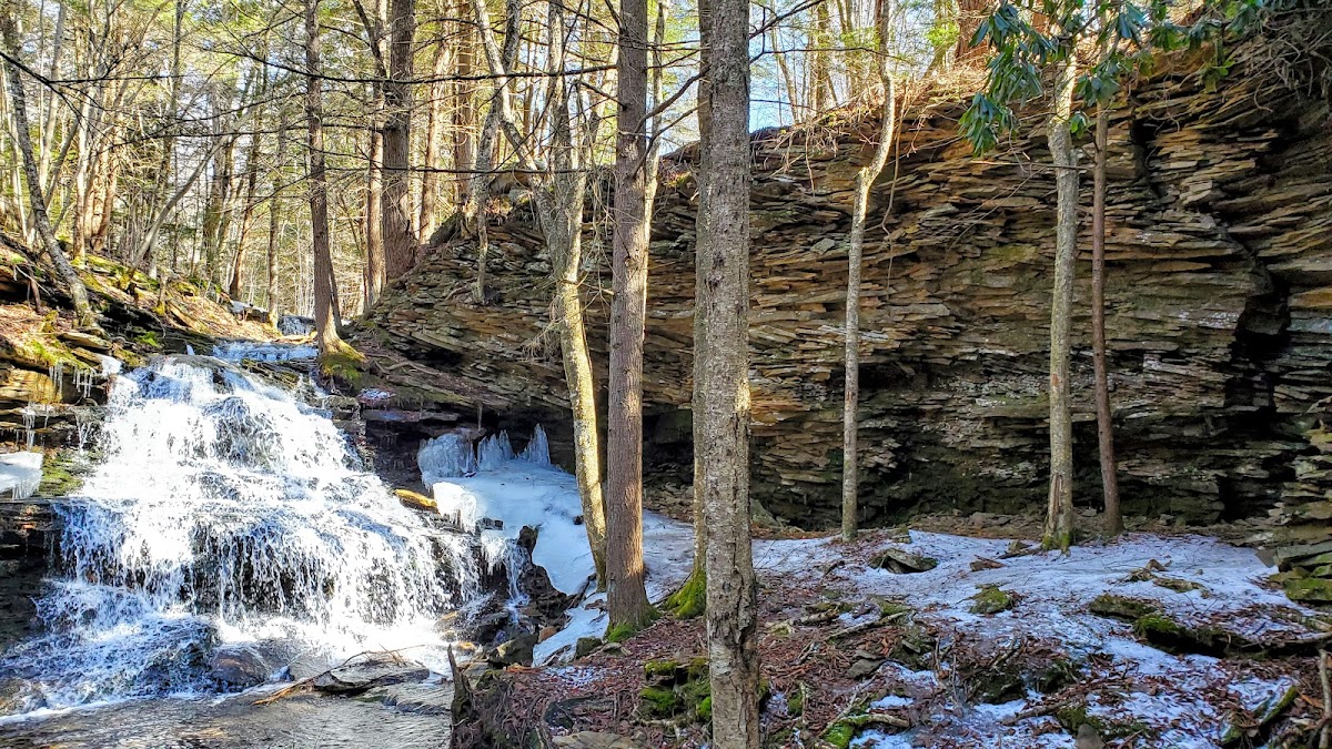 Tioga State Forest