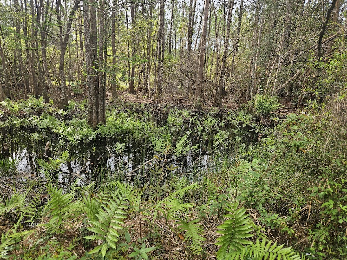 Blackwater Heritage State Trail
