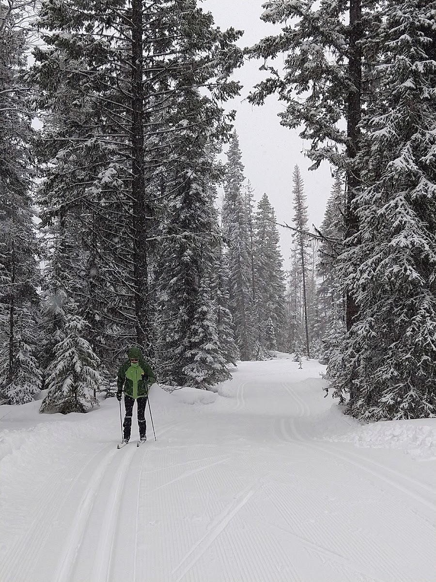 Kelowna Nordic Ski and Snowshoe Club photo 3