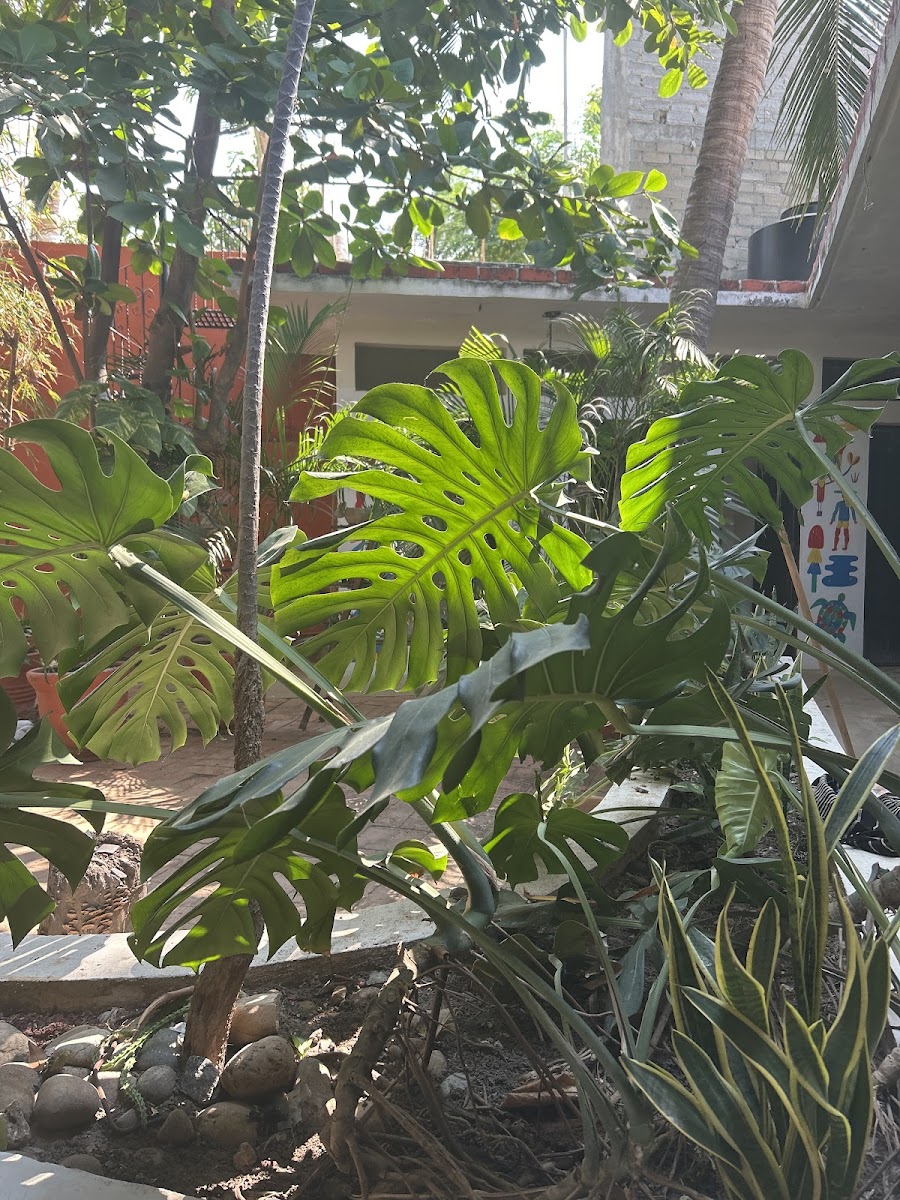 Osa Mariposa photo 2