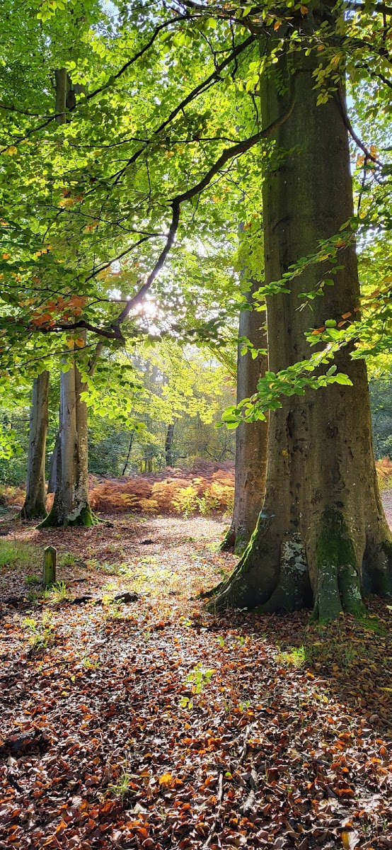 Forest of Compiègne