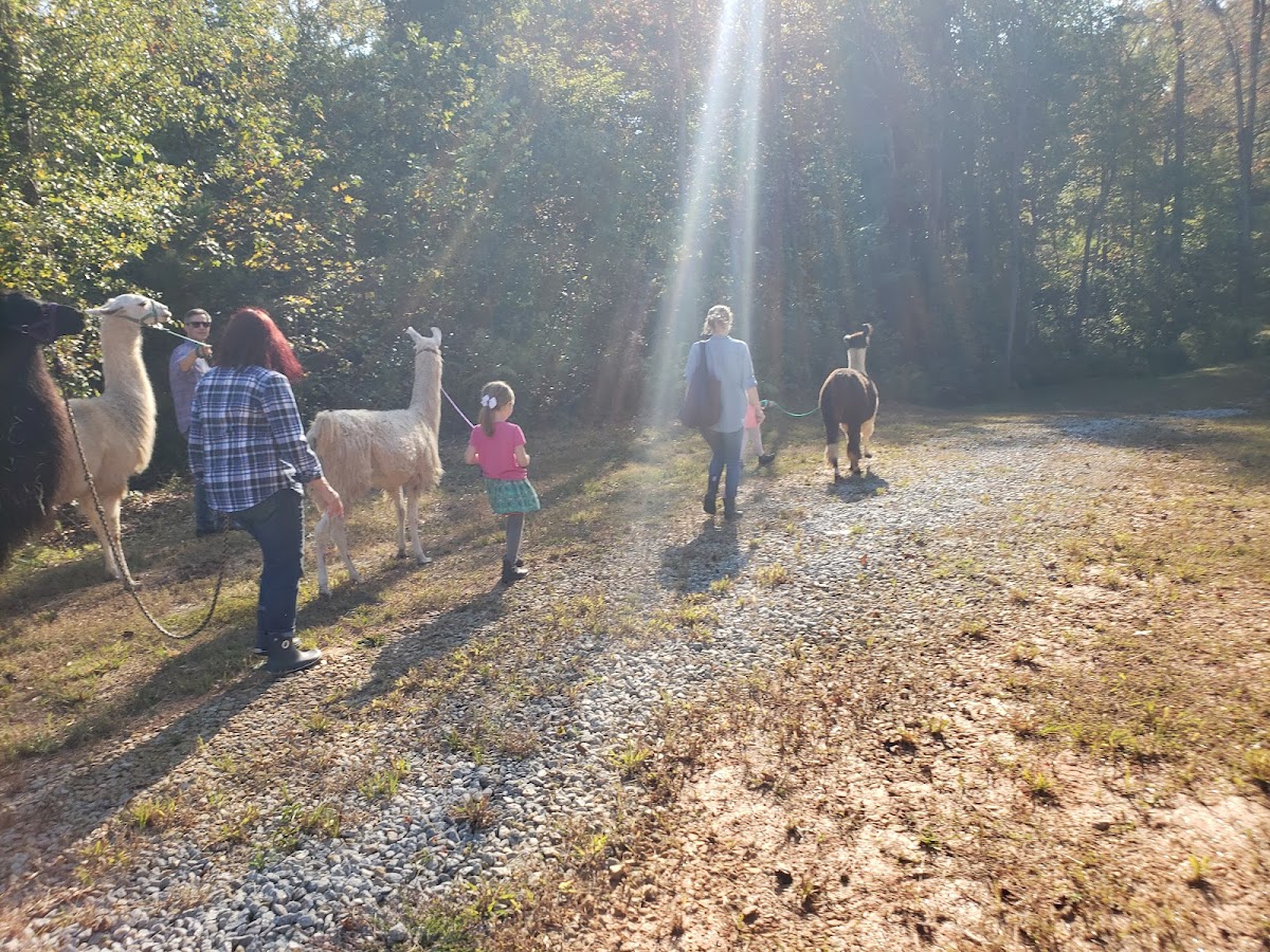 Llamas on the Loose Farm - by appointment only