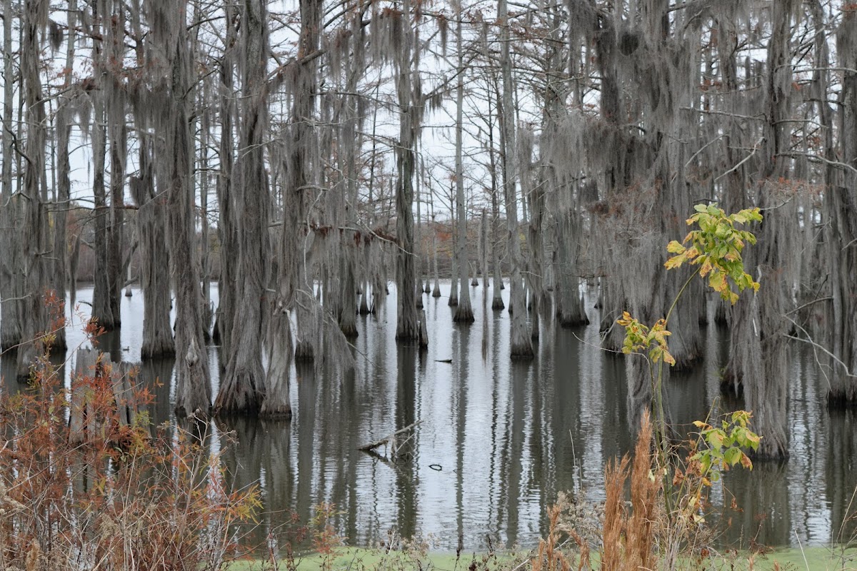 Panther Swamp National Wildlife Refuge