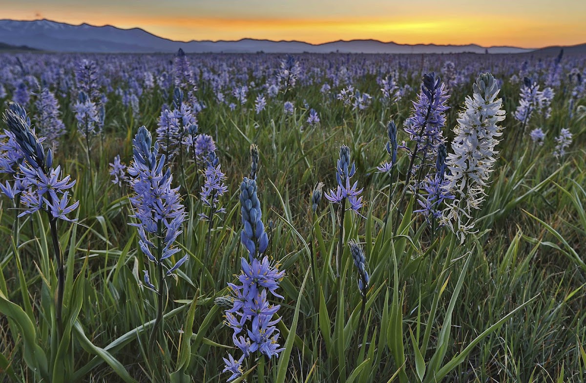 Camas Prairie Centennial Marsh Wildlife Management Area