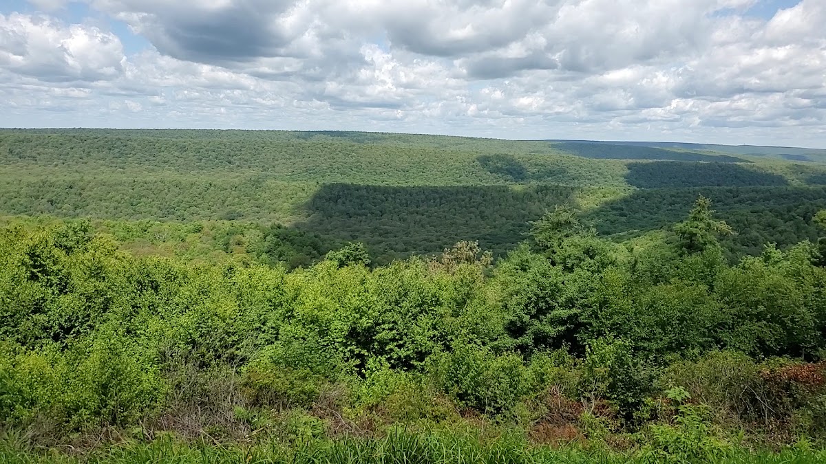 Bald Eagle State Forest