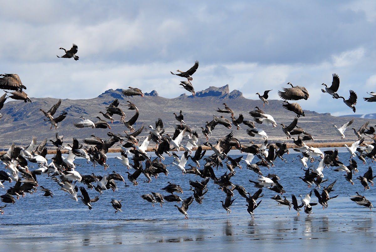 Tule Lake National Wildlife Refuge