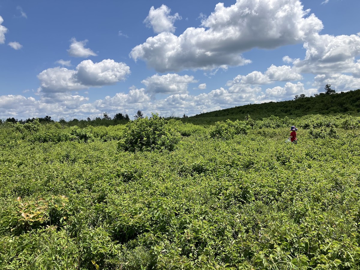 Namekagon Barrens Wildlife Area