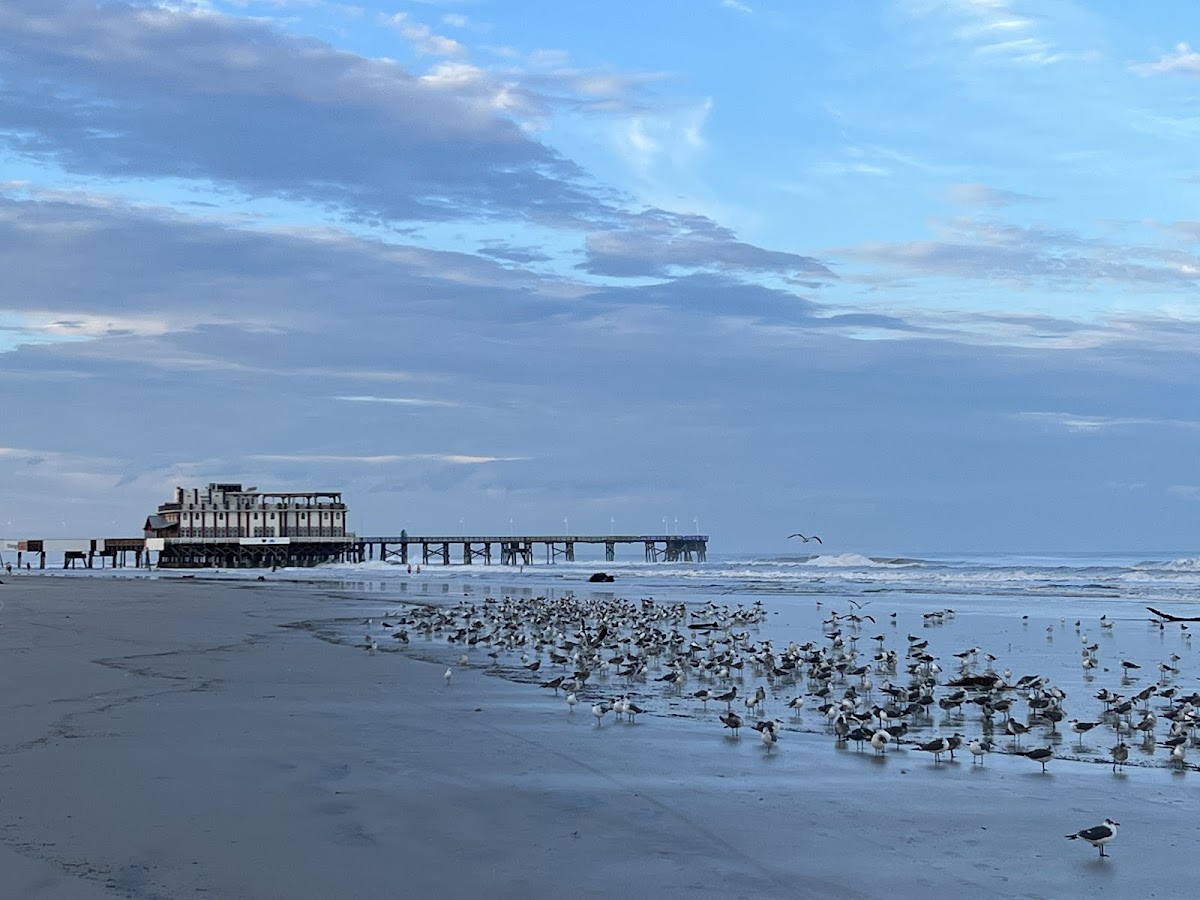 Daytona Beach Ocean Walk photo 3