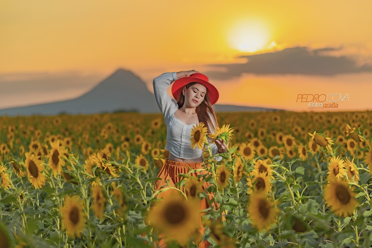 Campo de Girasoles