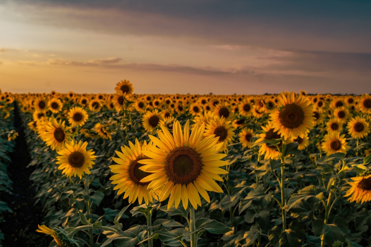 Los girasoles de González Tamaulipas