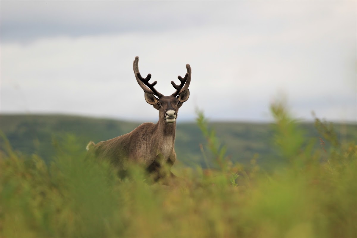 Caribou Lodge Alaska photo 3