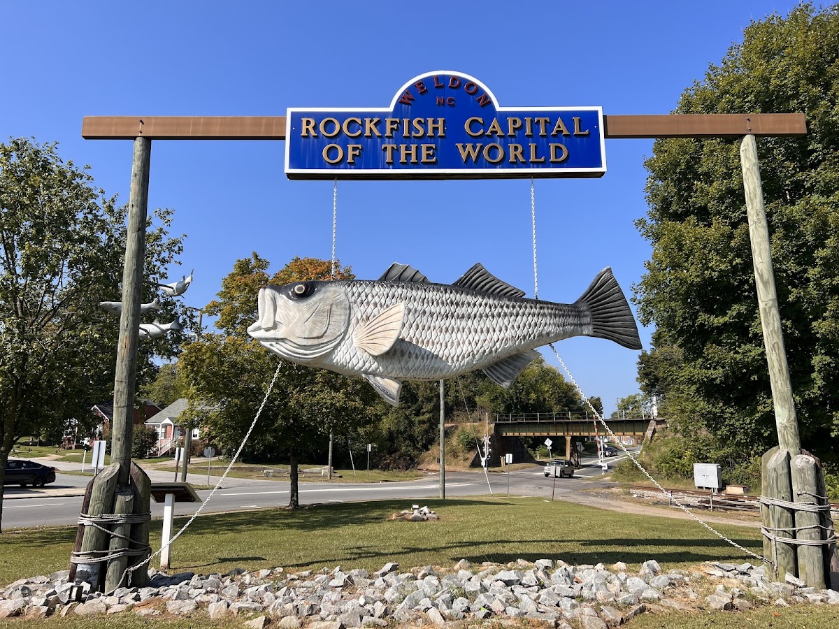 The Big Fish - Rockfish Capital Of The World