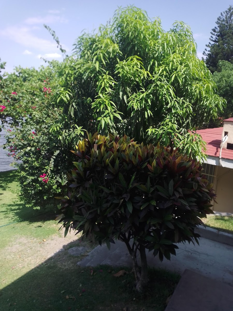 Quinta Virginia photo 3