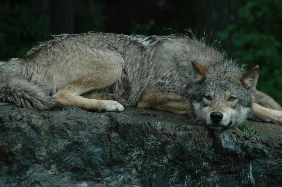 International Wolf Center
