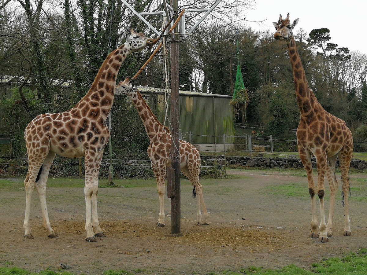 Paignton Zoo Environmental Park