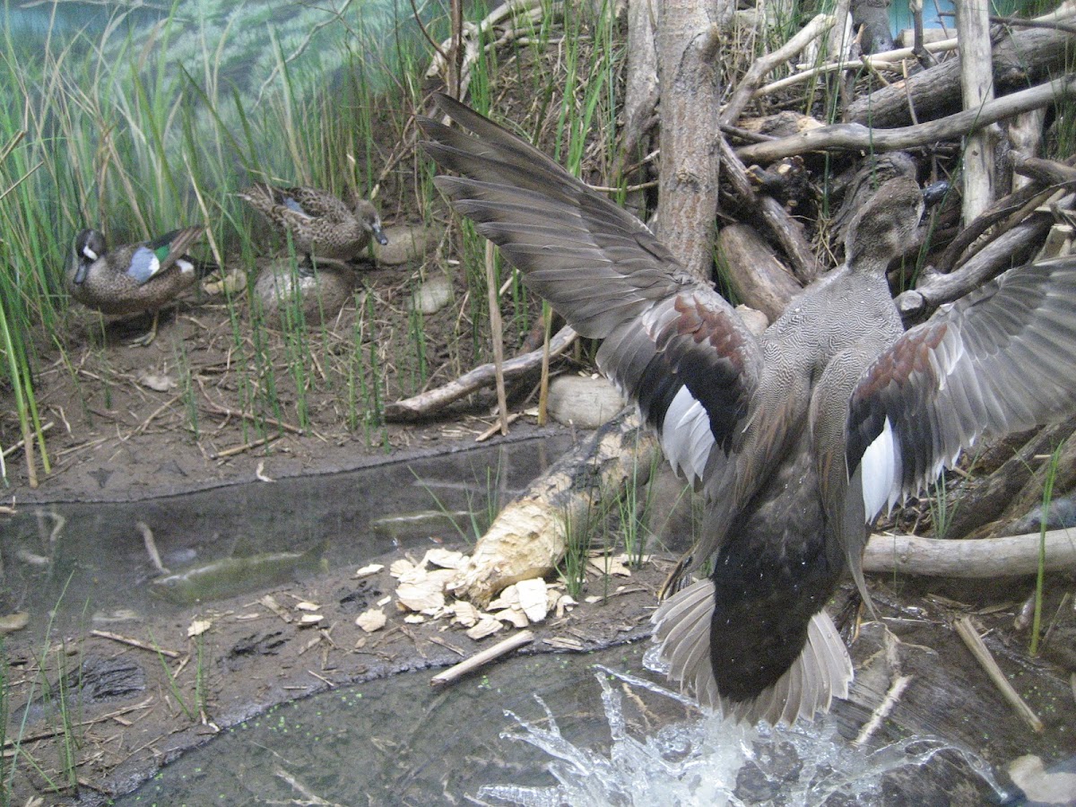 Blaine County Wildlife Museum