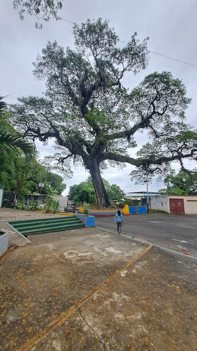 Los Samanes Park