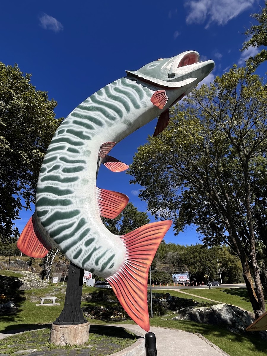 Husky the Muskie