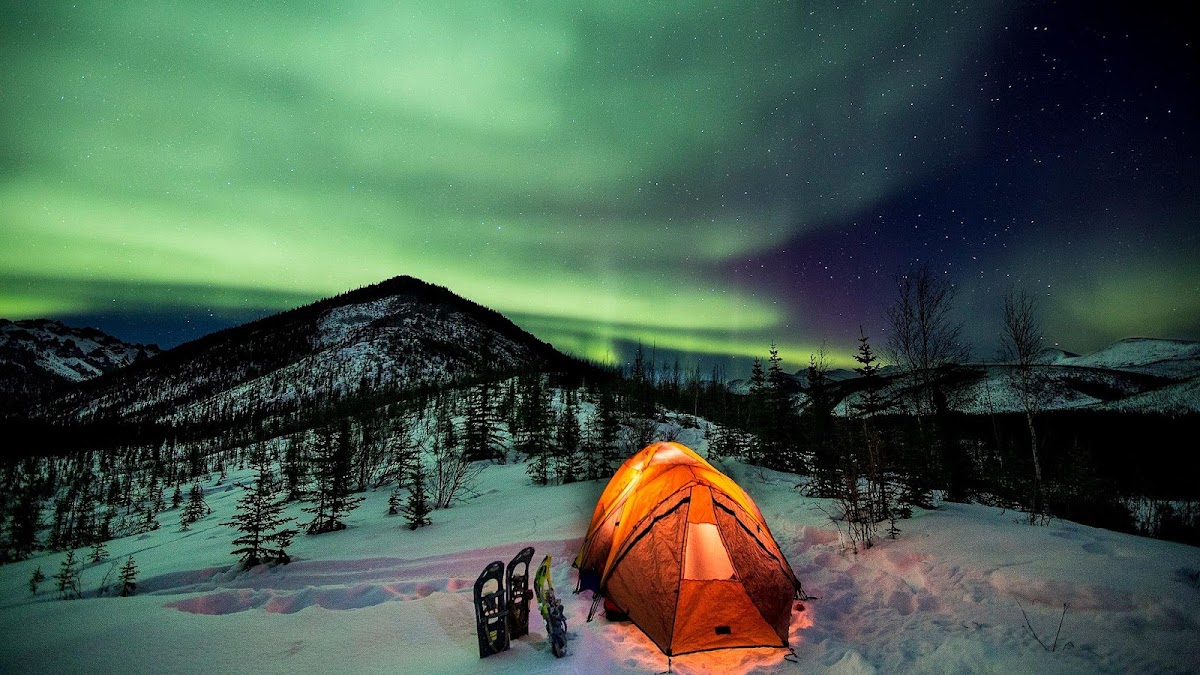 Arctic Dog Adventure Co.
