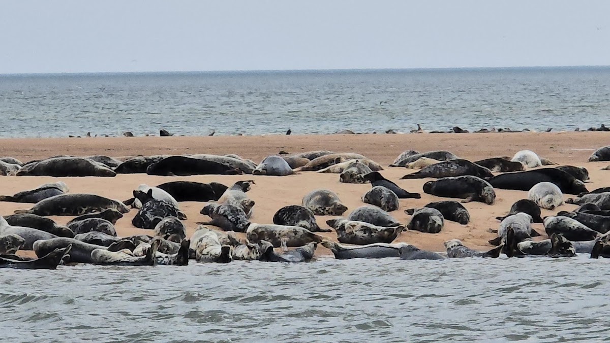 Newburgh Seal Beach