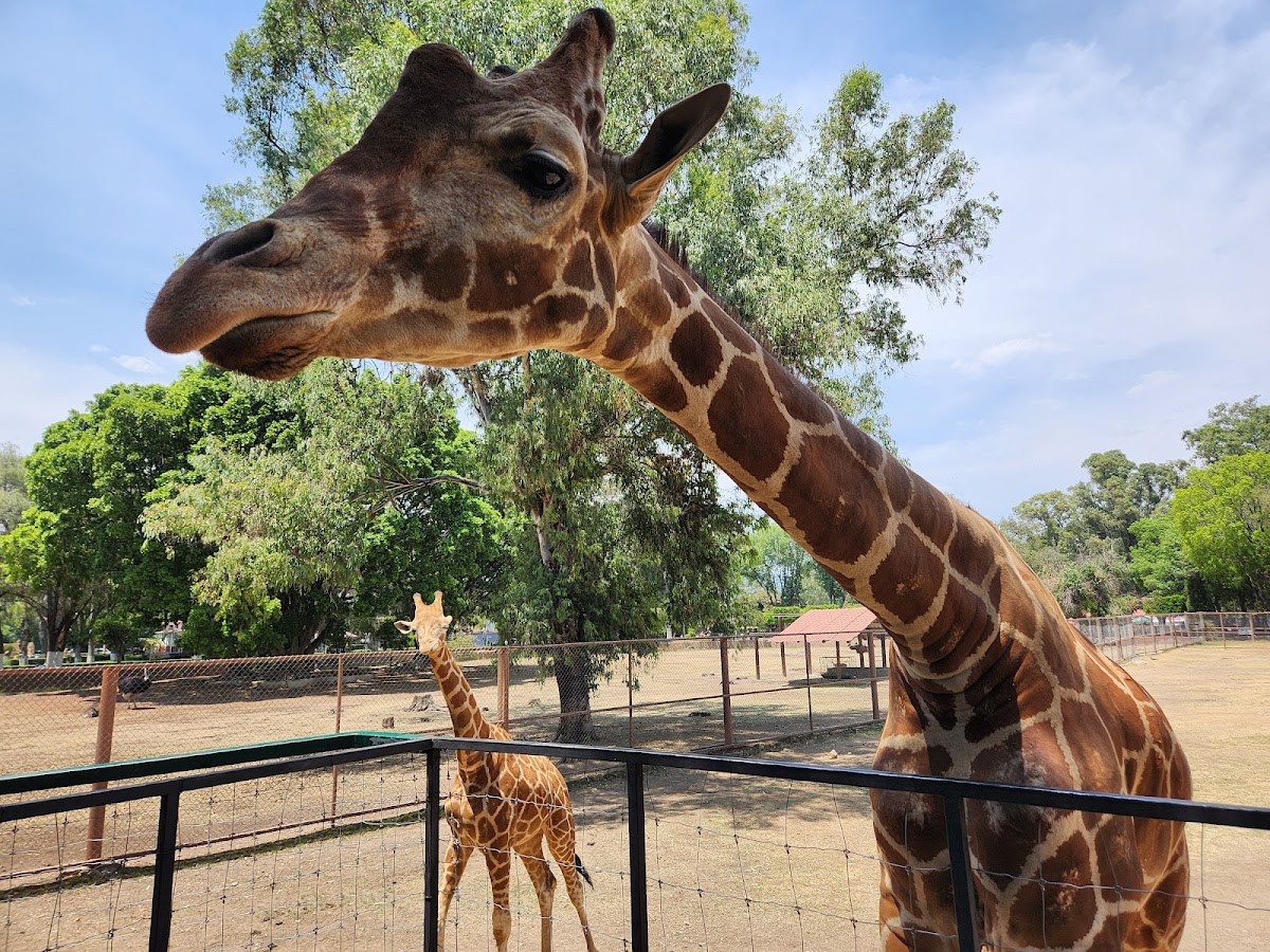 Zoológico de Morelia