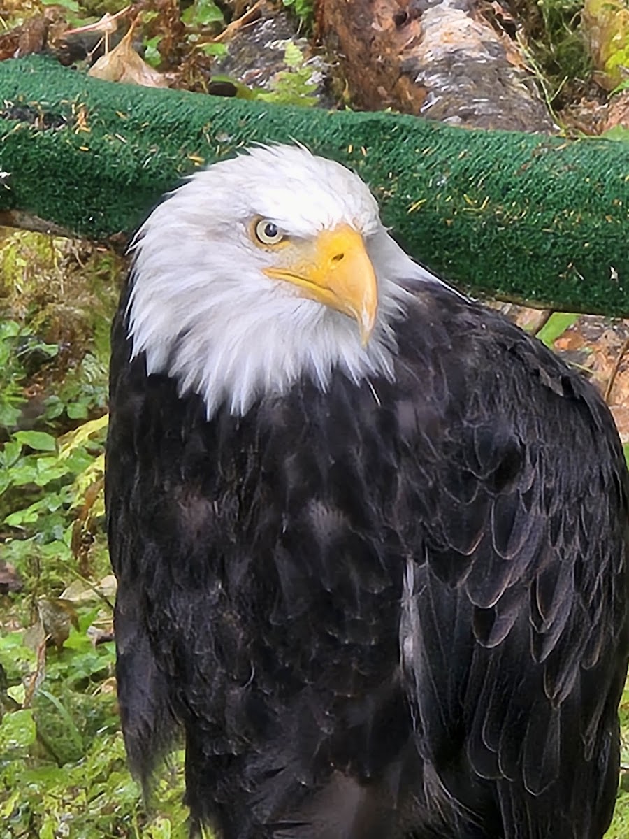 Alaska Raptor Center
