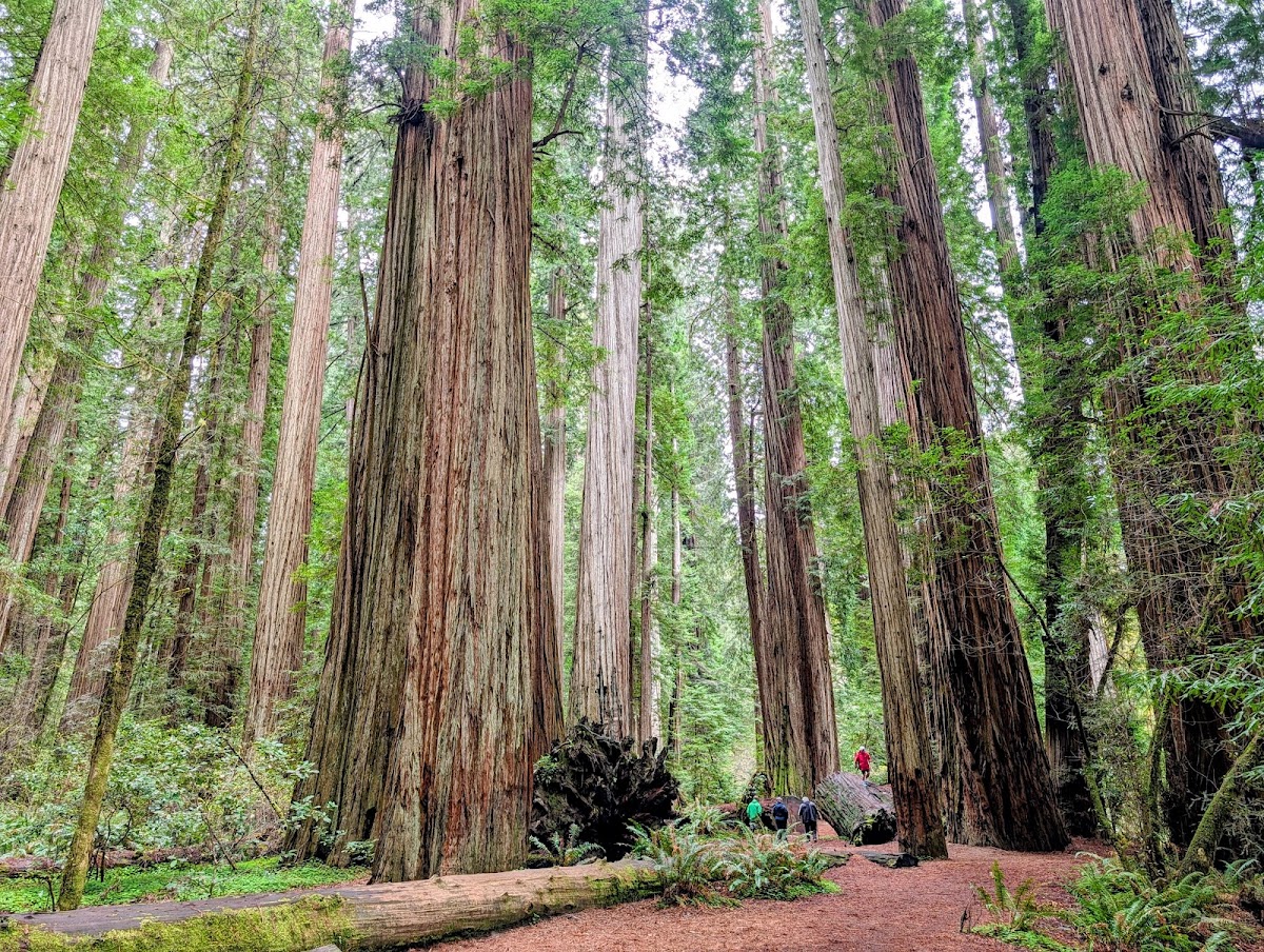 Jedediah Smith Redwoods State Park
