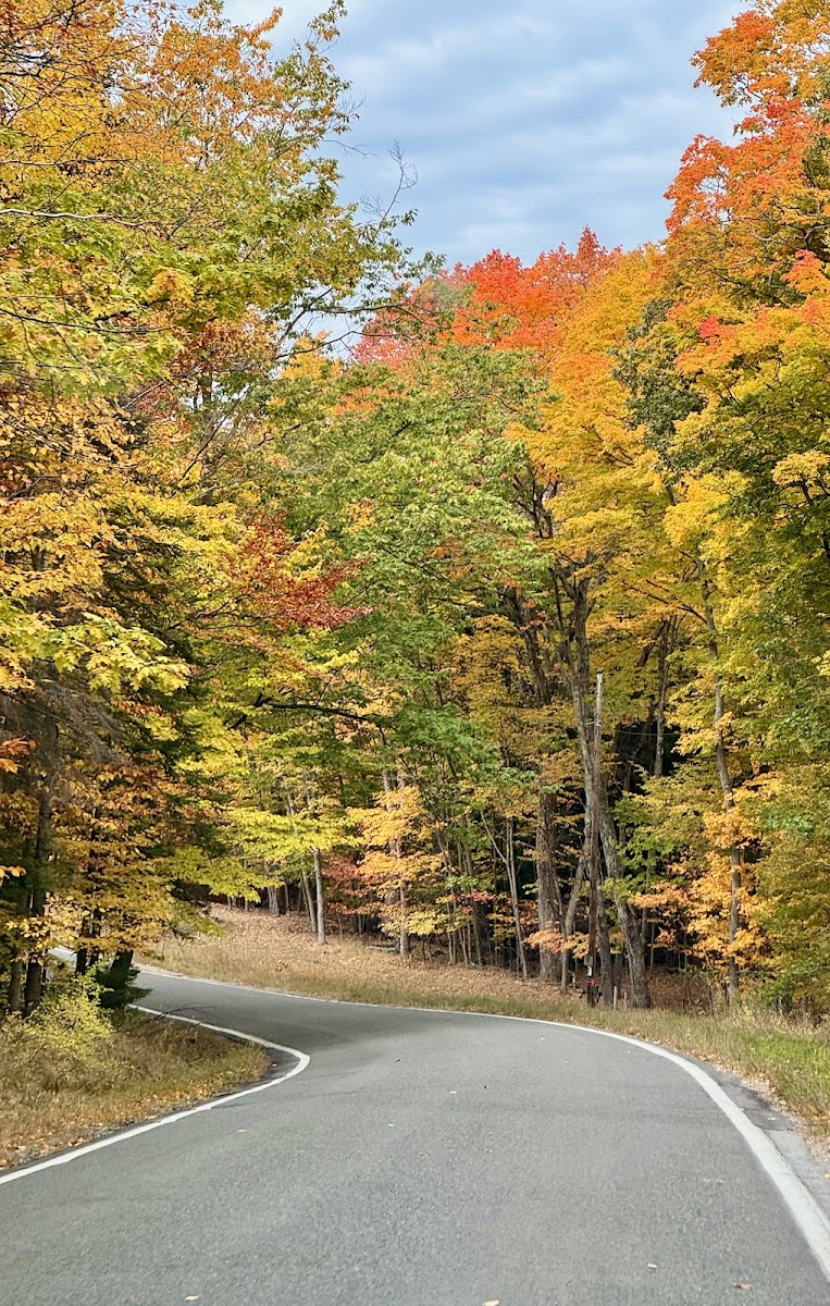 Tunnel of Trees