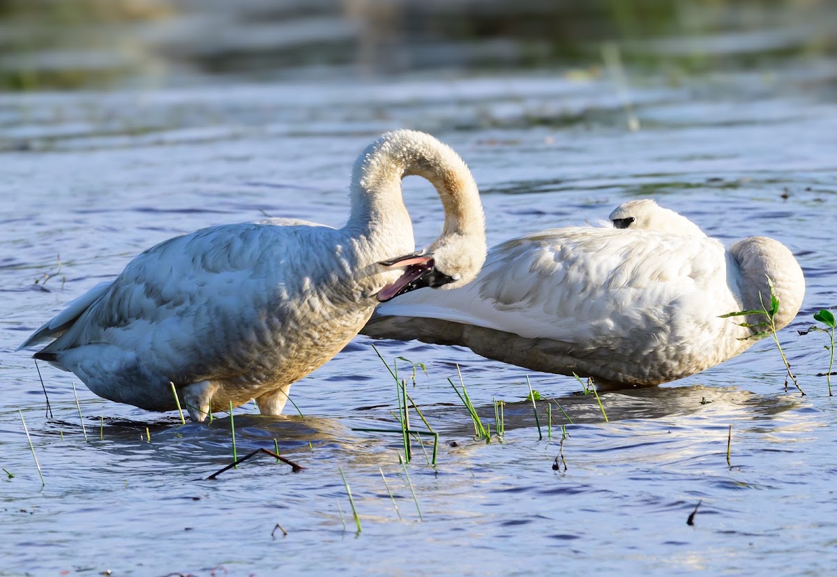 Necedah Wildlife Refuge