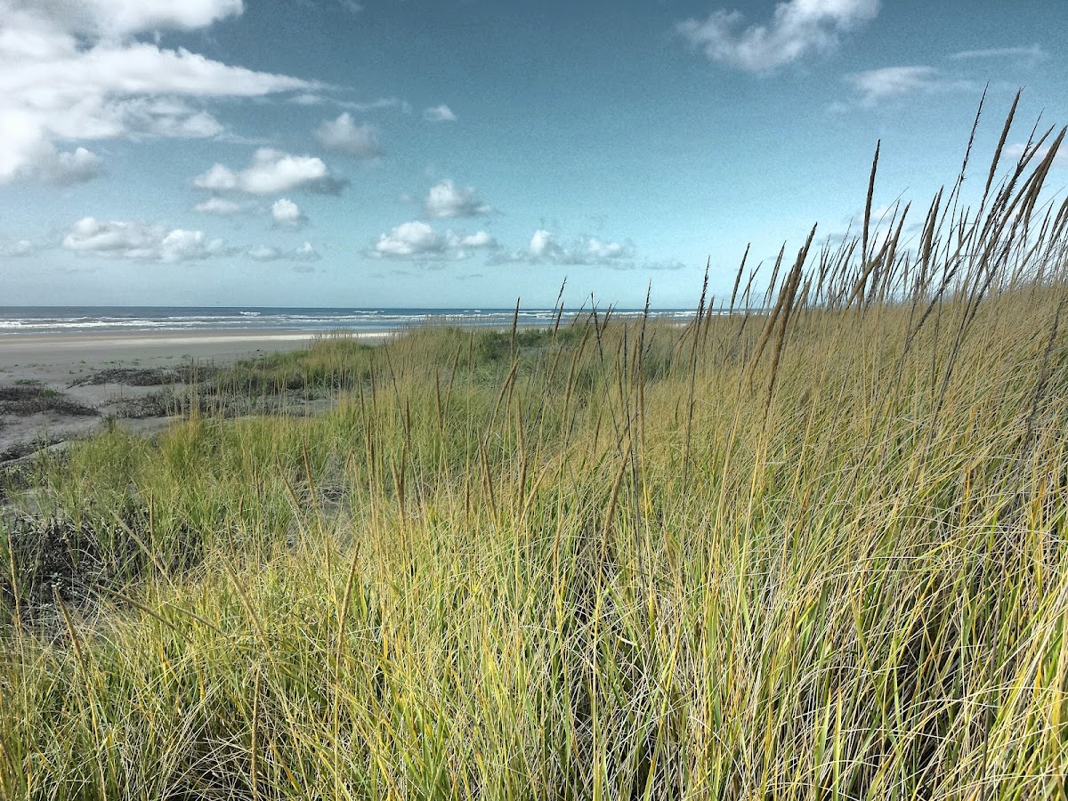Pacific Pines State Park
