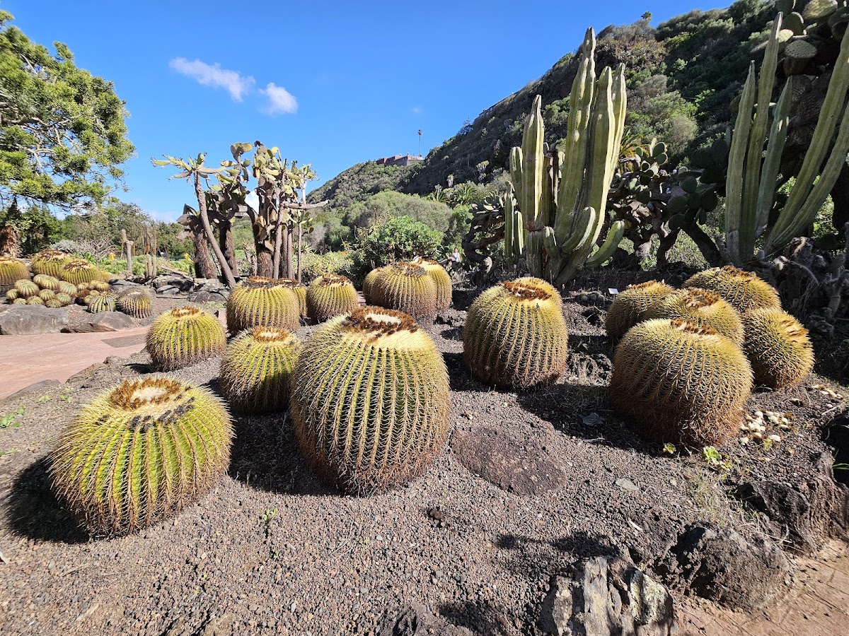 Jardín Botánico Viera y Clavijo