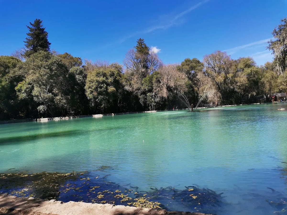 El Bosque de las Truchas