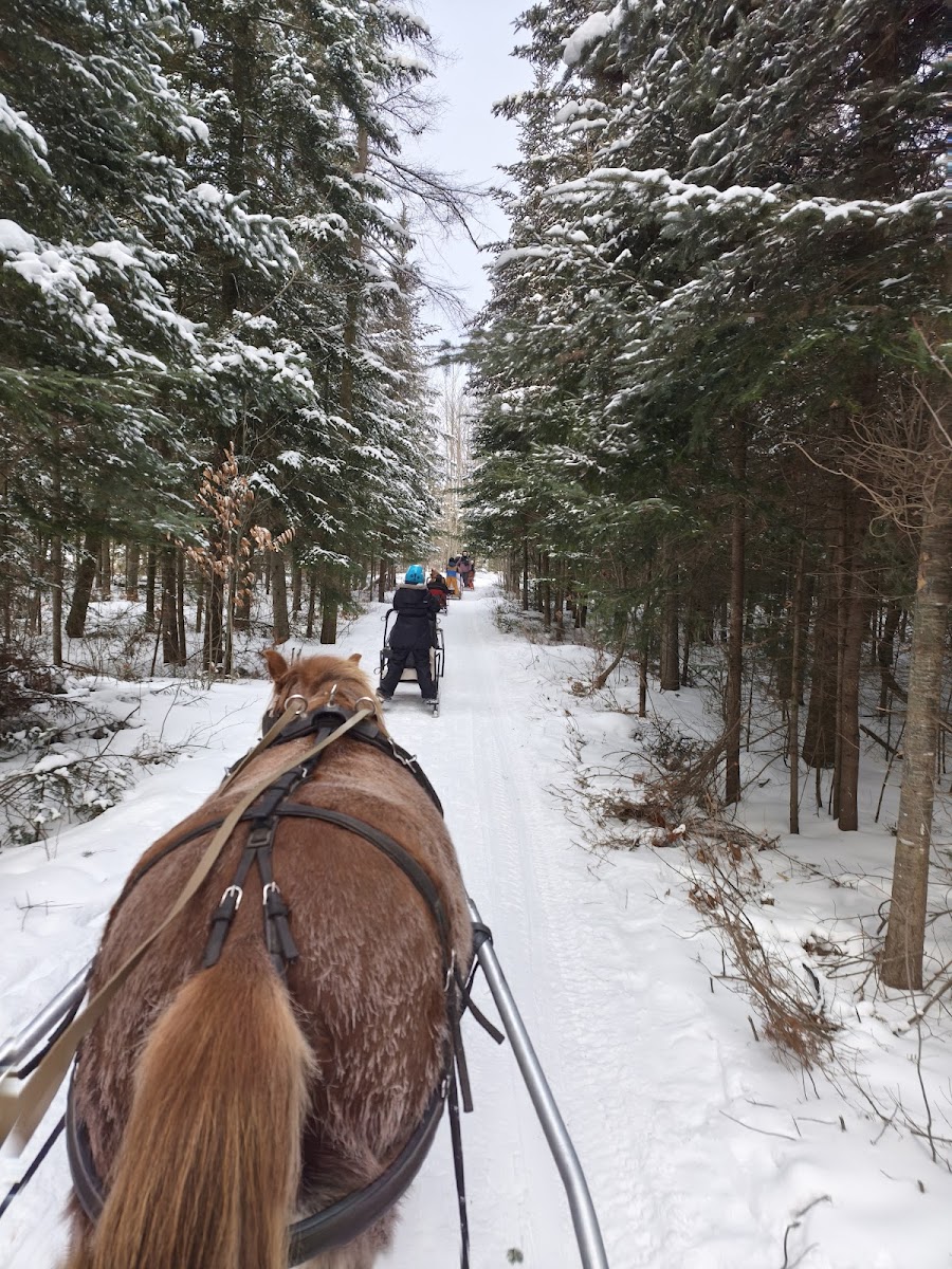 Poney des neiges