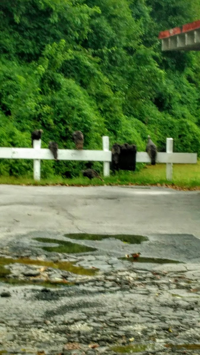 Willows Motel photo 3